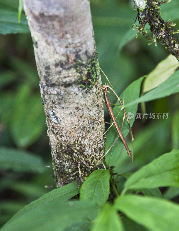 野生竹节虫交配，Andasibe- Mantadia NP，马达加斯加